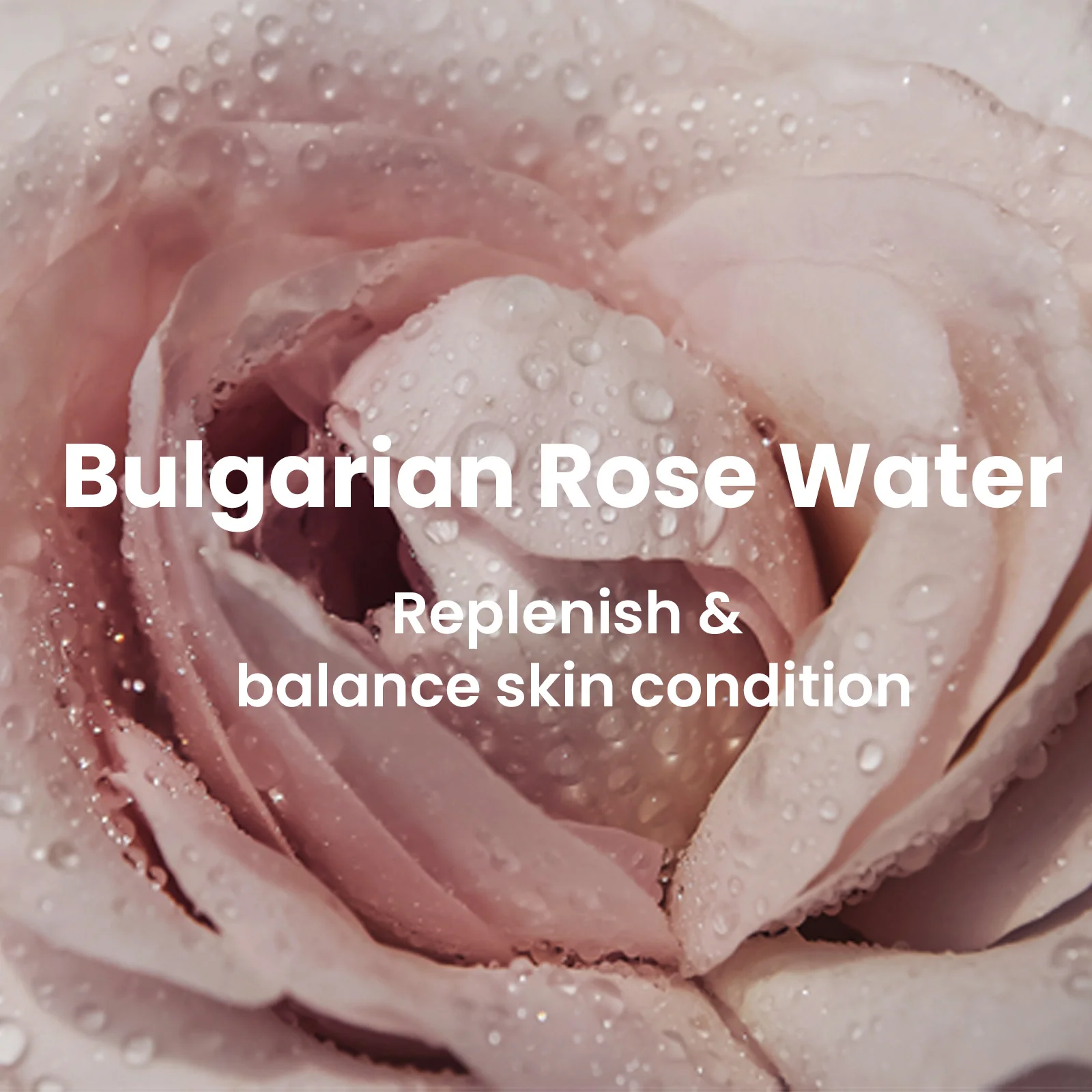 [RENEWAL] Bulgarian Rose Satin Cream 50ml/1.69fl.oz - Image 6